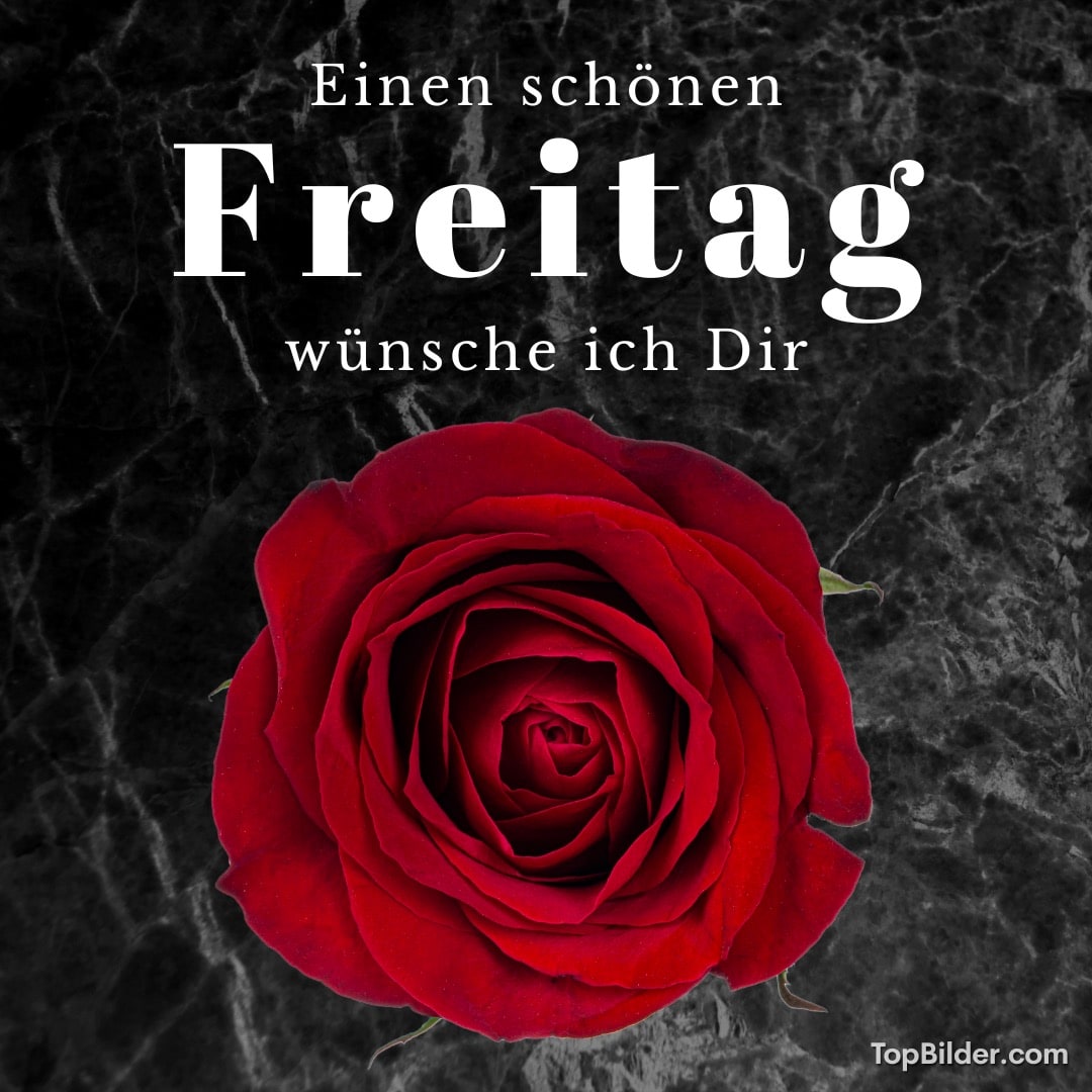 Eine rote Rose vor schwarzem Hintergrund mit Wünschen für einen schönen Freitag